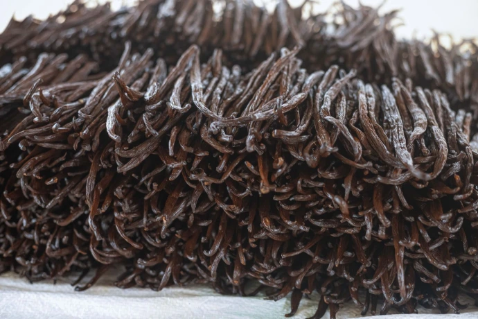 Professional vanilla curing in Mukono, Uganda, ensuring consistent 2.0%+ vanillin standards to eliminate flavor variability for global partners."